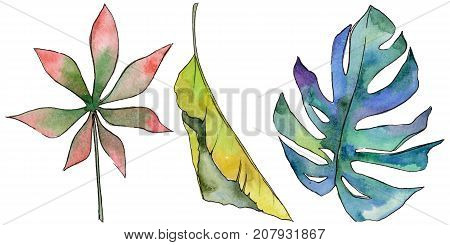 Tropical Hawaii leaves in a watercolor style isolated. Aquarelle wild flower for background, texture, wrapper pattern, frame or border.
