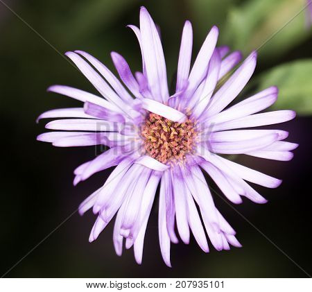 beautiful purple flower in nature . In the park in nature