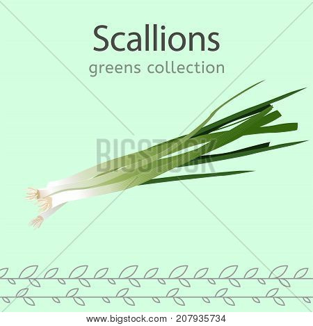 Scallions vector illustration. Beautiful image isolated on a light green background. Greens collection.