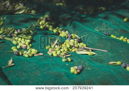 Green And Black Fresh Olives On The Net. Harvesting In Liguria, Italy, Taggiasca Or Caitellier Culti