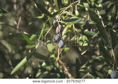 Olive Tree Branch Handing From Above In Olive Garden. Taggiasca Or Cailletier Cultivar. Selective Fo