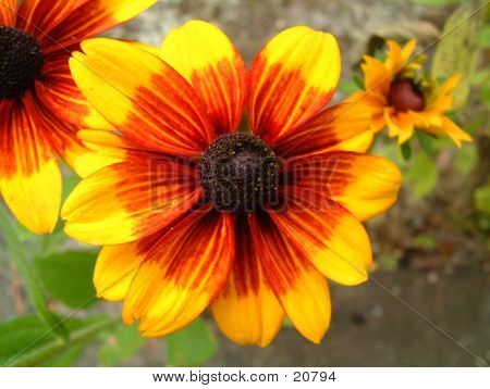 Flower In Bloom 7