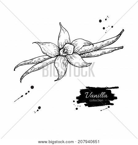 Vanilla flower and bean stick vector drawing. Hand drawn sketch food illustration isolated on white. Engraved style spice and flavor object. Cooking and aromaterapy ingredient.