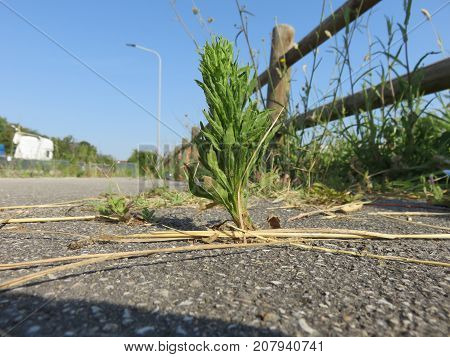 Plant this image makes us understand how strong nature is, because we can build on it, cut it, extirpate it, burn it but it will always find a way to reborn