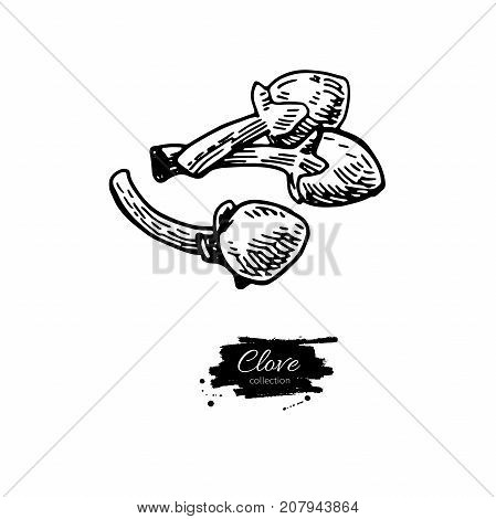 Clove vector drawing. Hand drawn sketch. Seasonal food illustration isolated on white. Engraved style spice and flavor object. Cooking and aromaterapy ingredient.