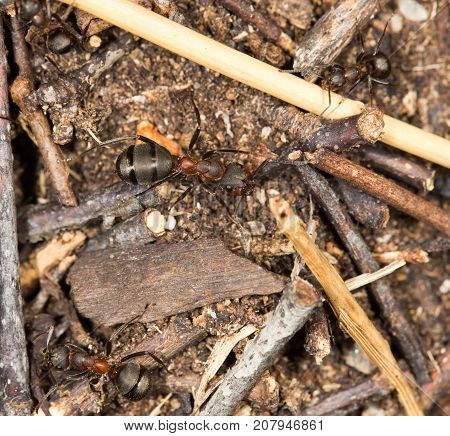 ant in nature. close-up . In the park in nature