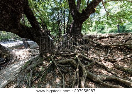 Big Root Tree In Green Park