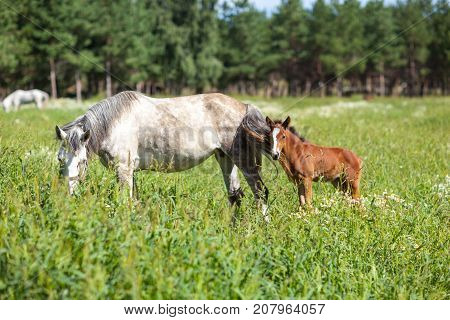 white horse with a brown foal in a field with camomile flowers