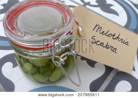 Melothria scabra, mouse melon a sweet delicious vegetable