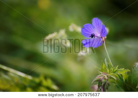 Great Northern plant chertopoloh thistle in bloom