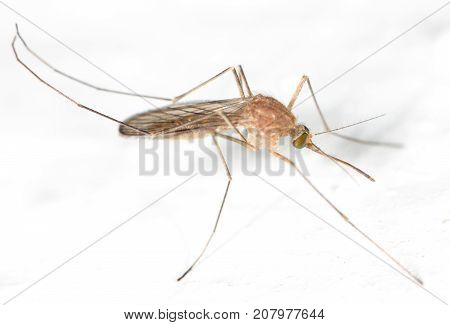 mosquito on the white wall. close-up . In the park in nature