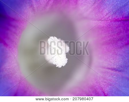 purple flower in nature . In the park in nature