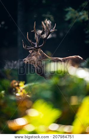 Red Deer Stag (cervus Elaphus) In Moisty Autumn Forest.