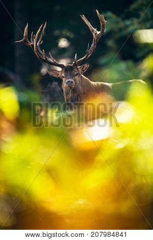 Red Deer Stag (cervus Elaphus) Behind Ferns In Autmn Forest.