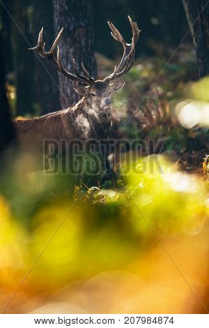 Red Deer Stag In Moisty Fall Forest.
