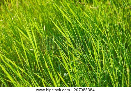 Grassblades closeup on a field