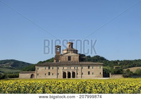 Urbania (Montefeltro Pesaro Urbino Marches Italy). Historic farm and field of sunflowers