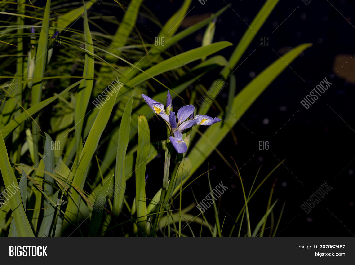 Wild Native Irises Image & Photo (Free Trial) Bigstock