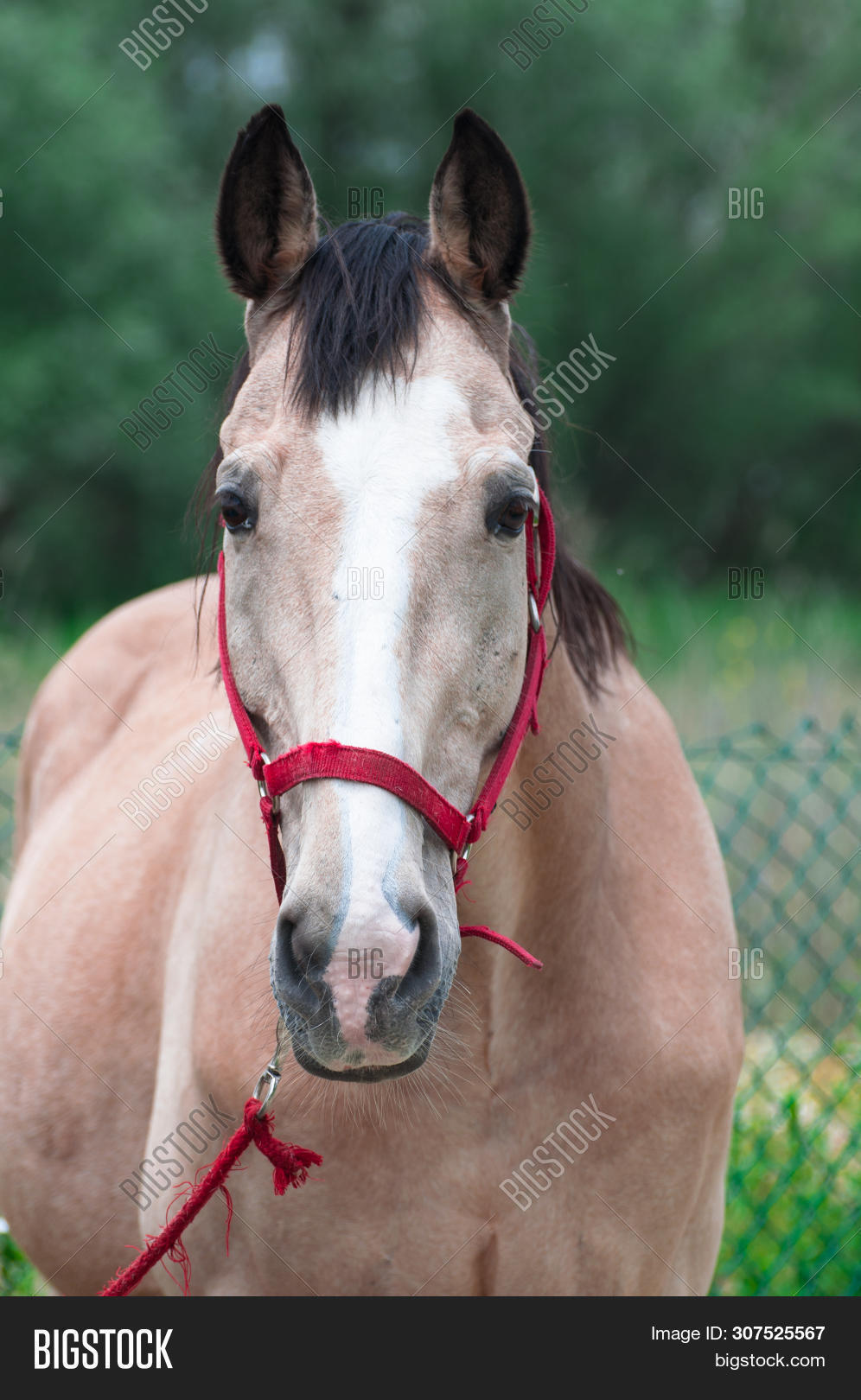 Light Coffee Colored Image & Photo (Free Trial) Bigstock