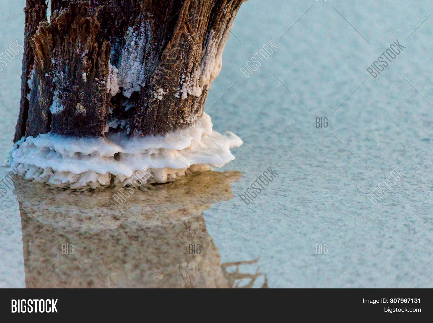 Salt On Wooden Log Image & Photo (Free Trial) Bigstock