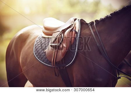 On A Strong Bay Horse, Whose Mane Is Tied In Pigtails, A Saddle Is Worn On The Back To Perform At Eq