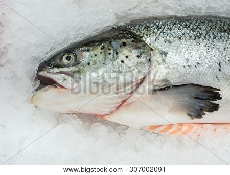 Fresh Salmon Fish On A Ice Un Market