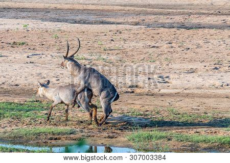 A Nyala Bull, Tragelaphus Angasii, Trying To Mate With An Unwilling Cow