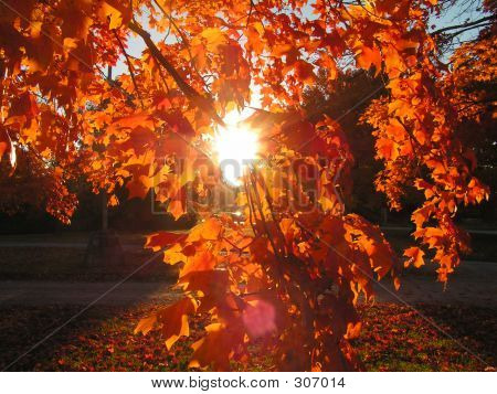 Fall Leaves