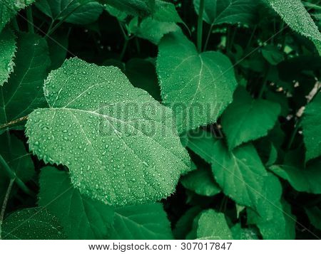 Closeup Macro Of  Hydrangea Hortensia Flower Plant  Shrub Tree With Water Rain Drops On Green Leaves