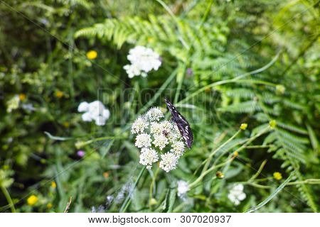 Detail Of Neptis Rivularis Ion A Meadow