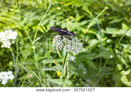 Detail Of Neptis Rivularis Ion A Meadow