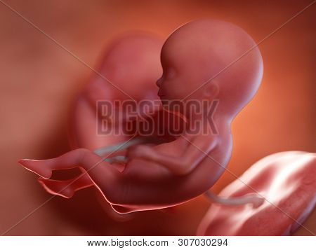 3d rendered medically accurate illustration of twin fetuses - week 13