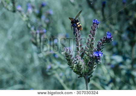 Butterflies and insects collect sweet nectar from wild wildflowers. Large selective focus.