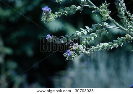 Butterflies and insects collect sweet nectar from wild wildflowers. Large selective focus.