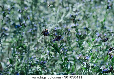 Butterflies And Insects Collect Sweet Nectar From Wild Wildflowers.