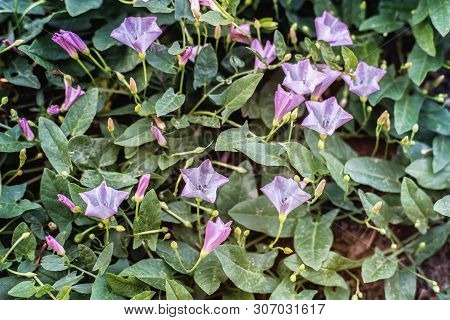 Convolvulus Arvensis (field Bindweed) Is A Species Of Bindweed That Is Rhizomatous And Is In The Mor