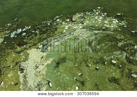 Dirty Wave With Old Dirty Algae. Dirty Seaweed Sea Surf Lines In Seaport. Dirty Sea, Environmental P