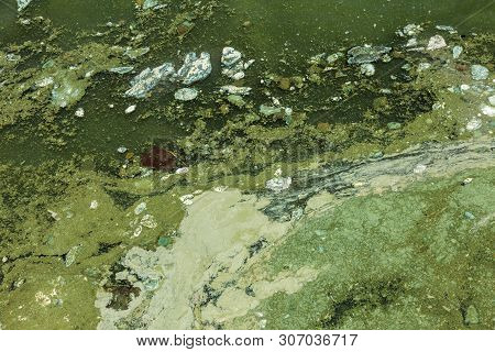Dirty Wave With Old Dirty Algae. Dirty Seaweed Sea Surf Lines In Seaport. Dirty Sea, Environmental P