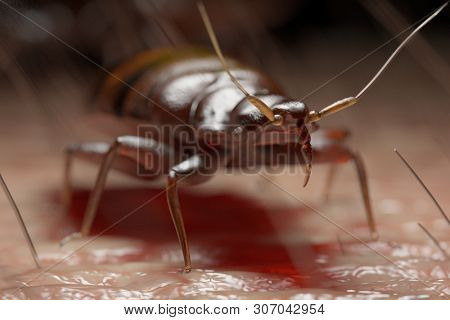 3d rendered medically accurate illustration of a bed bug on human skin