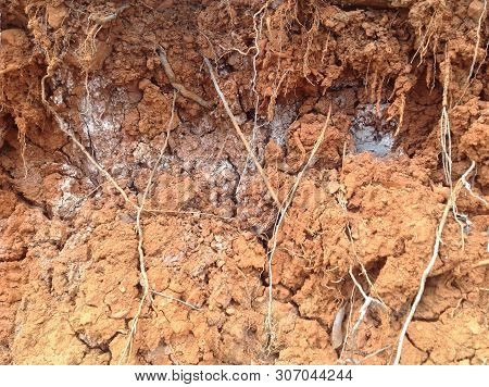 Erosion In Clay Soil Where Saltpeter And Plant Roots Occur