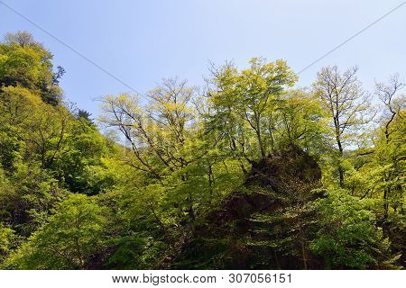 North Korean Scenery. Mountain Forest. Ulim Waterfall Trekking Route