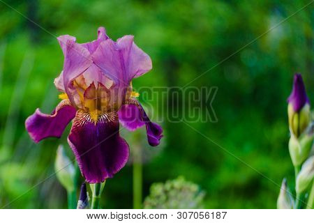 Floral Concept Of Closeup Purple Iris On A Green Leaves In Garden. View To Blooming Flower In Summer