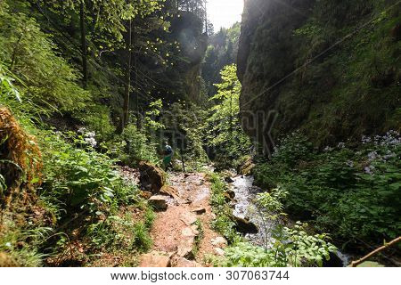 Tourist Goes In The Forest In Upper Holes