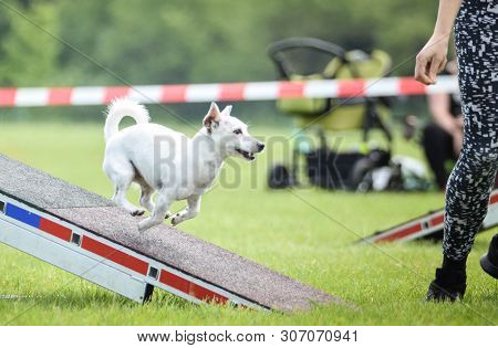 Dog Jack Russel In Agility Balance Beam.  Amazing Day On Czech Agility Competition. They Are Middle 