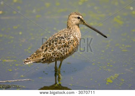 Lang-Billed Dowitcher fouragering