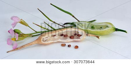 Radish Flower And Seeds In The Pod.