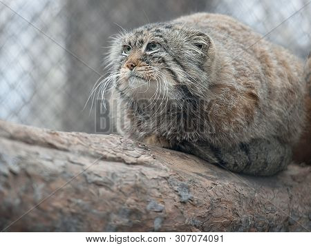 Pallas Cat (otocolobus Manul), Also Known As The Manul