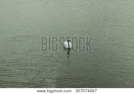 Mute Swan On Toolo Bay In Helsinki, Finland