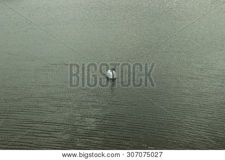 Mute Swan On Toolo Bay In Helsinki, Finland