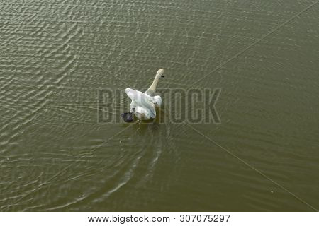 Mute Swan On Toolo Bay In Helsinki, Finland